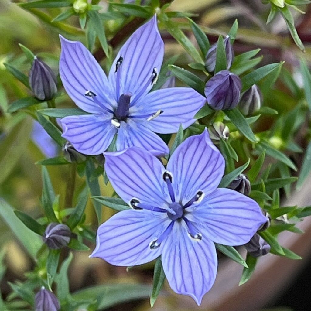 ムラサキセンブリ：２輪の花 ／ Swertia pseudochinensis - Two flowers