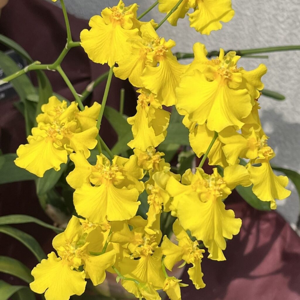 オンシジウム:メイフェアー ‘トリニティ’ / Oncidium - Mayfair 'Trinity'