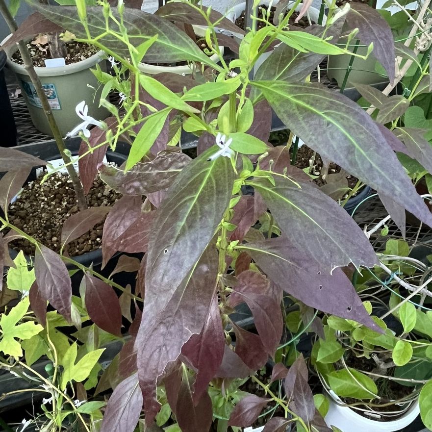 アンドログラフィス：全体 ／ King of Bitters - Whole