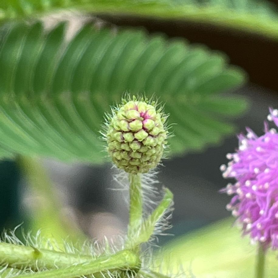 オジギソウ：蕾 ／ Sensitive Plant - Buds