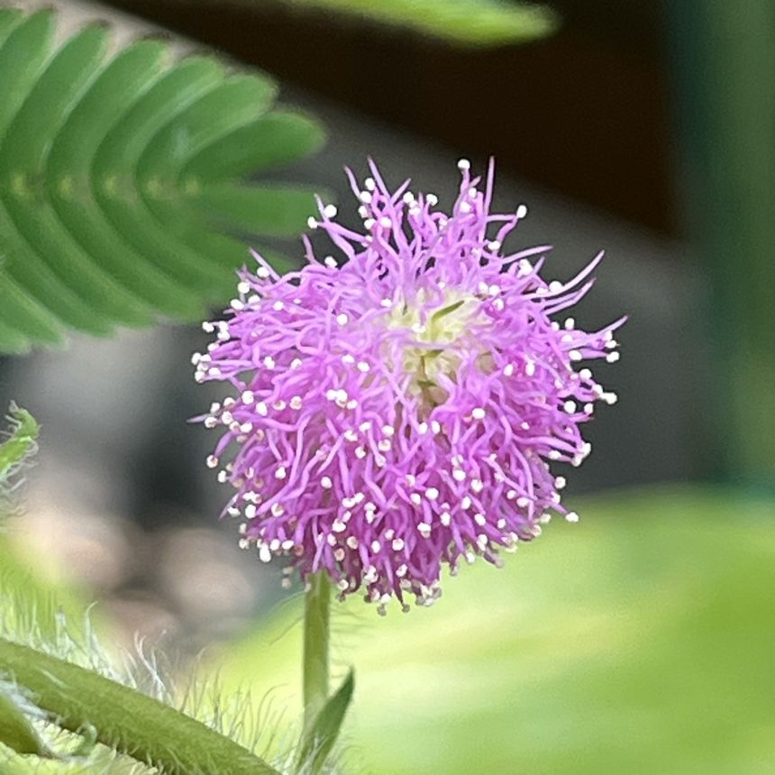 オジギソウ：咲き終わり ／ Sensitive Plant - End of blooming