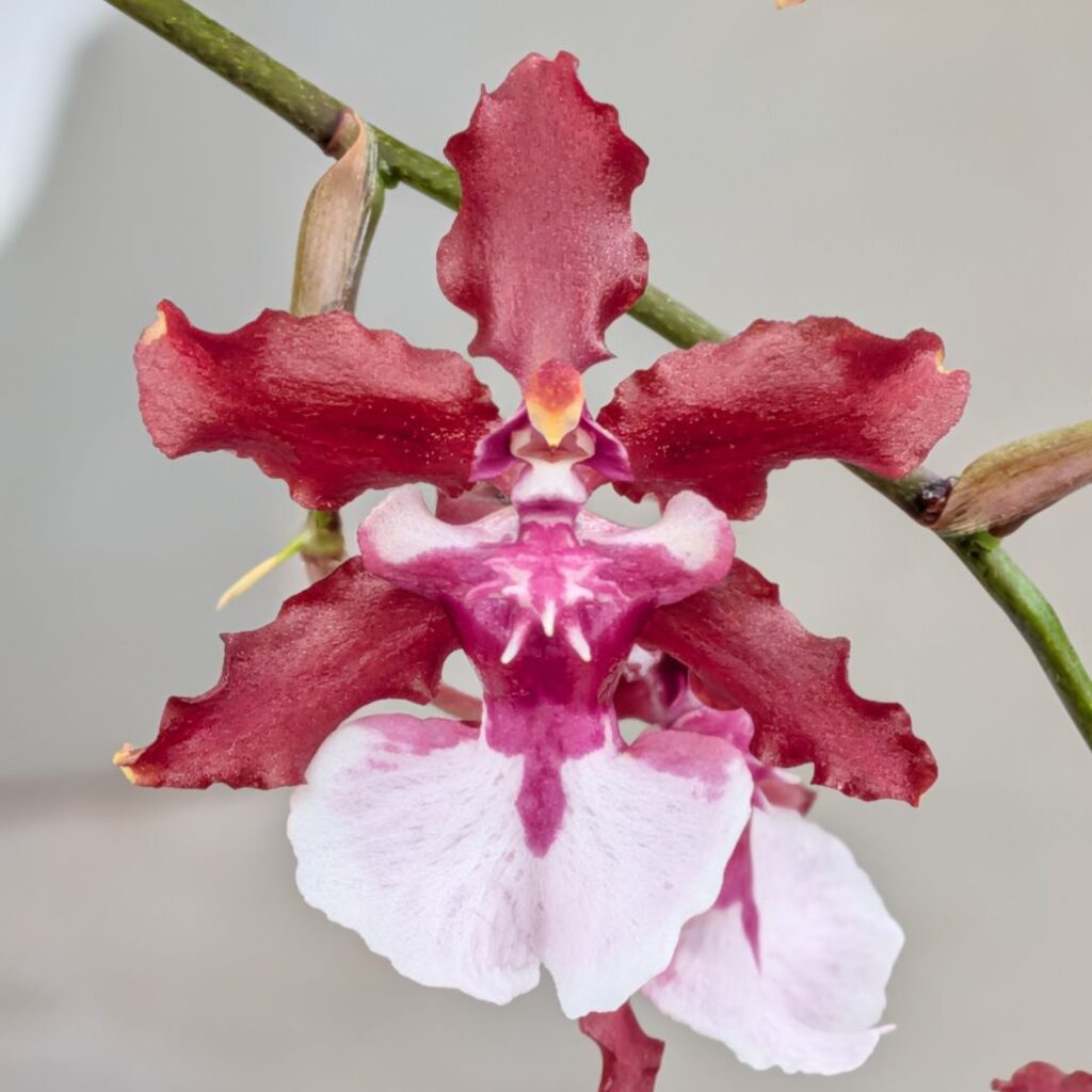 オンシジウム:シャリー・ベイビー ‘スウィート・フレグランス’ / Oncidium - Sharry Baby 'Sweet Fragrance'