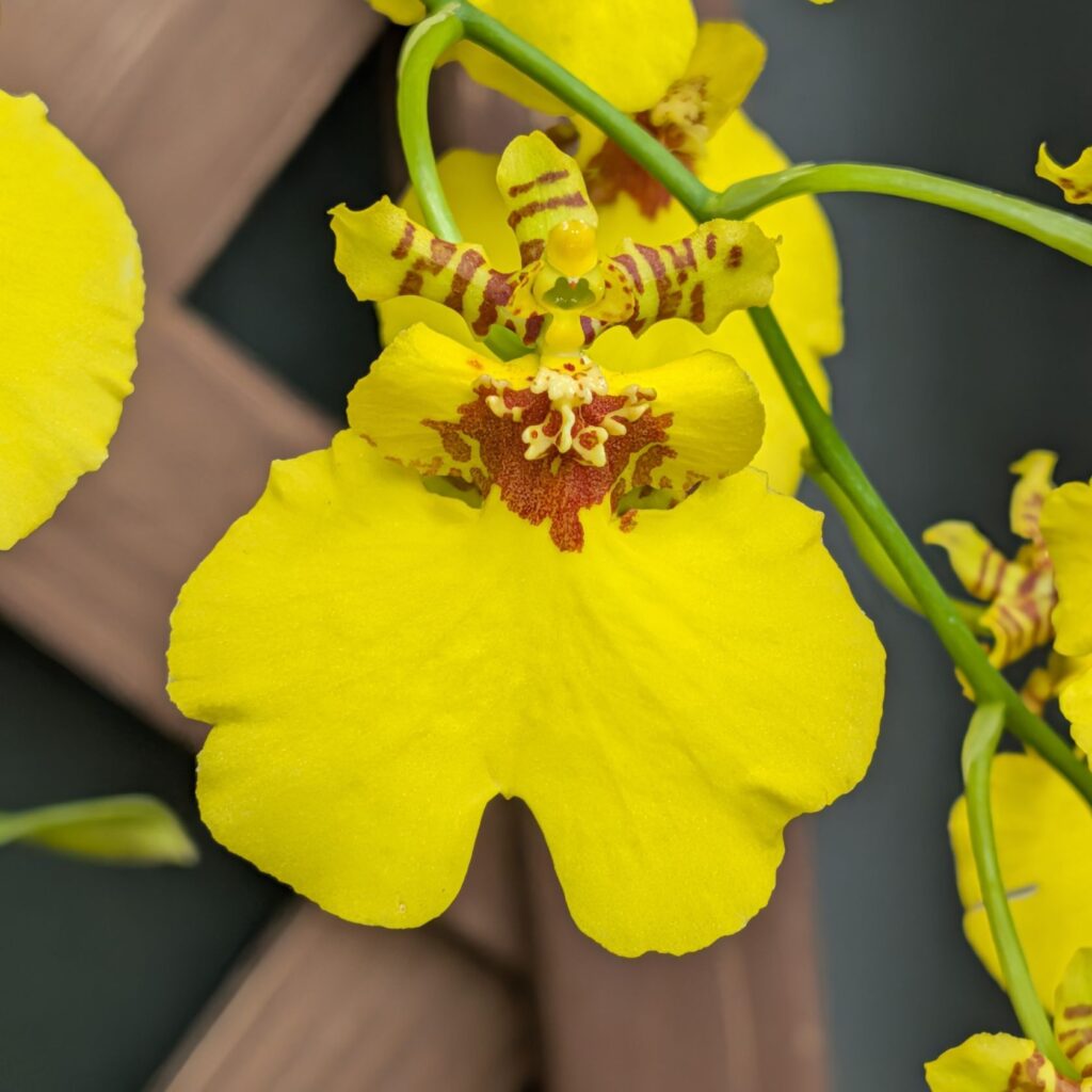 オンシジウム:ガワー・ラムジー / Oncidium - Gower Ramsey