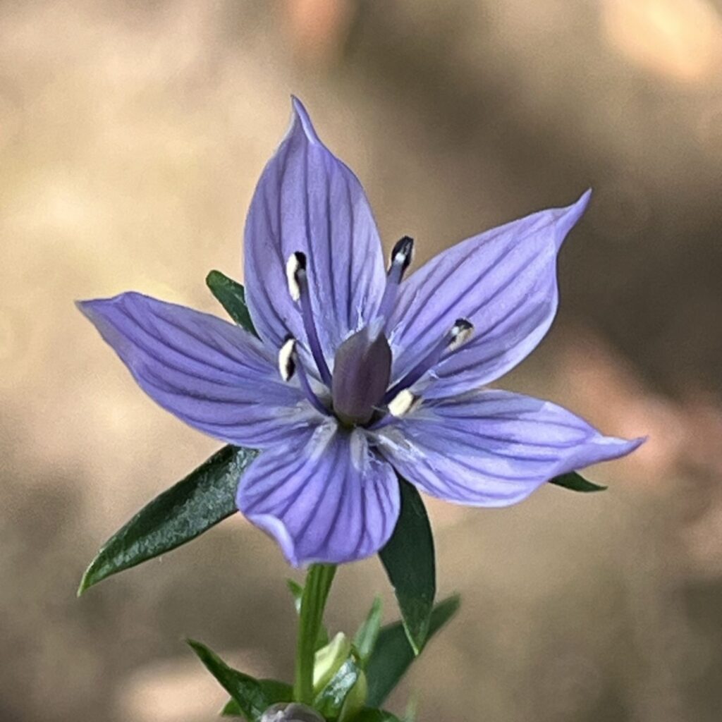 ムラサキセンブリ：花 ／ Swertia pseudochinensis - Flower