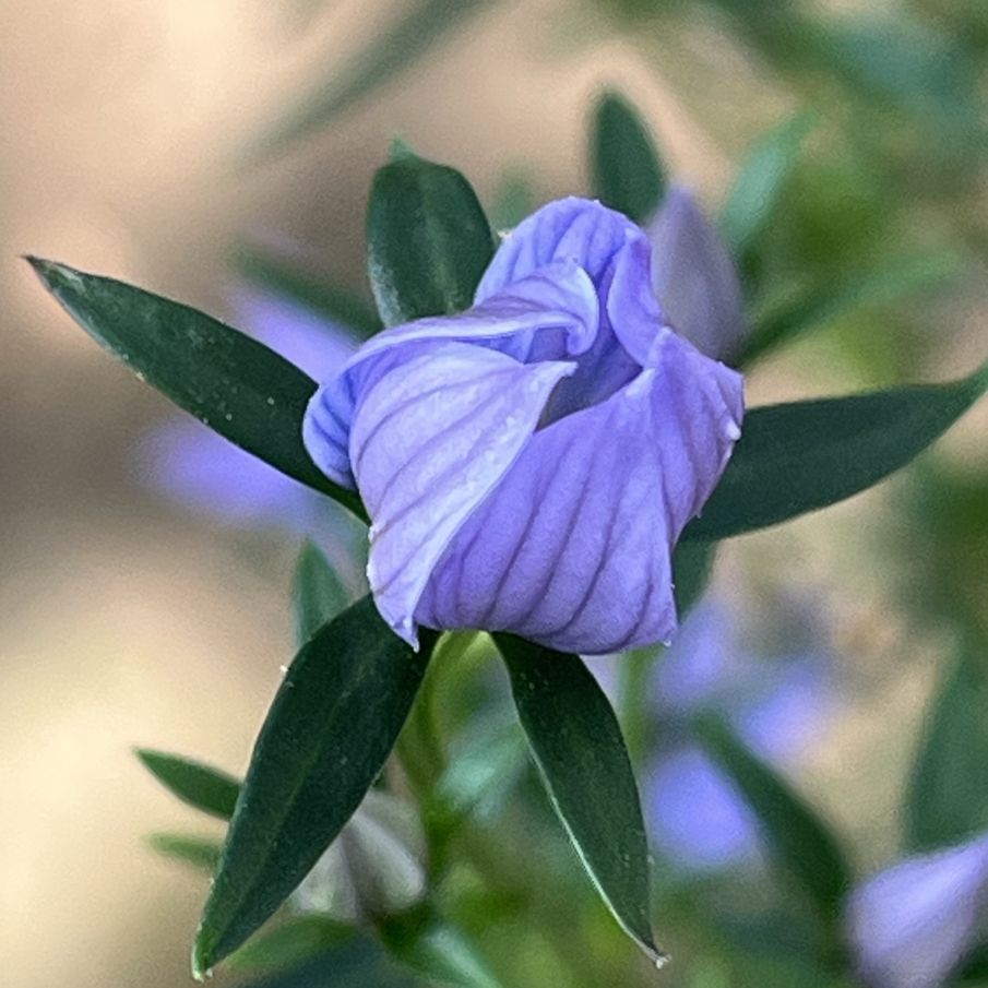 ムラサキセンブリ：蕾 ／ Swertia pseudochinensis - Bud