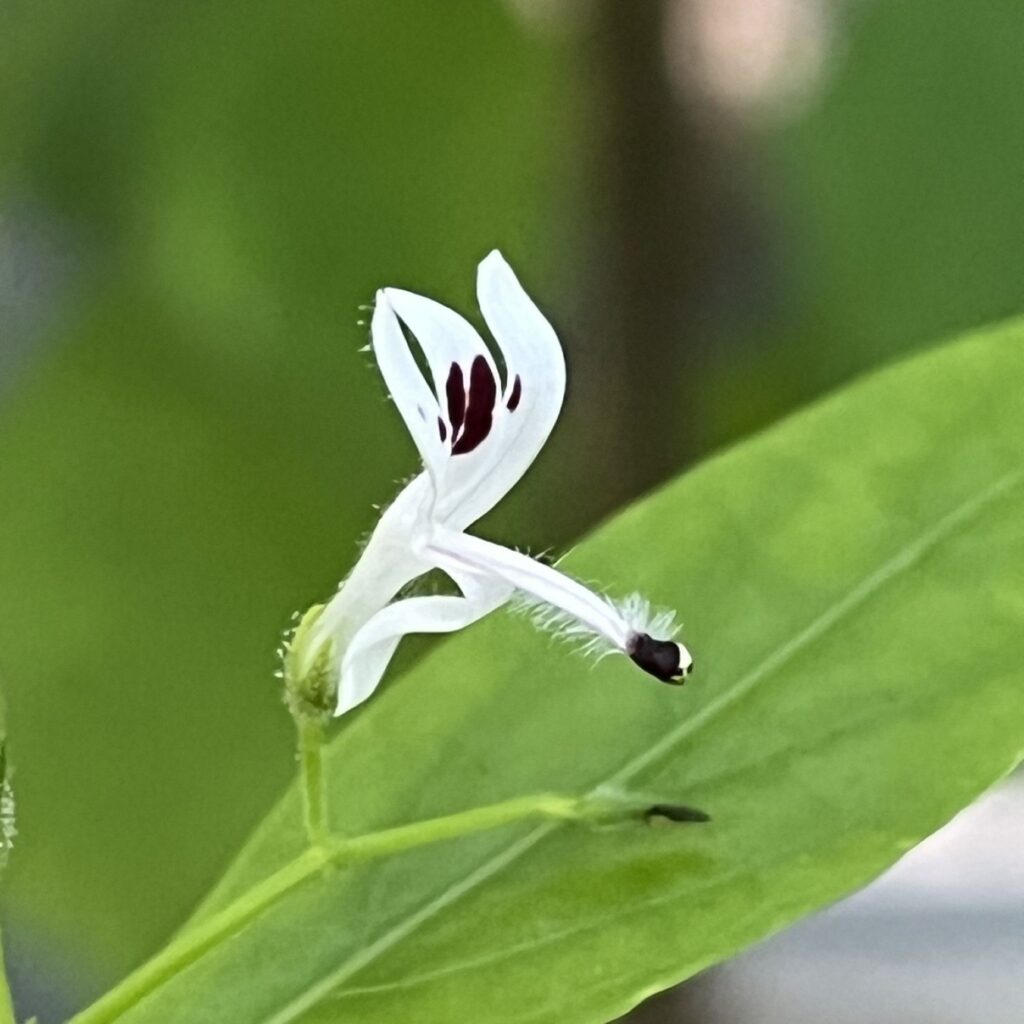 アンドログラフィス：花 ／ King of Bitters - Flower