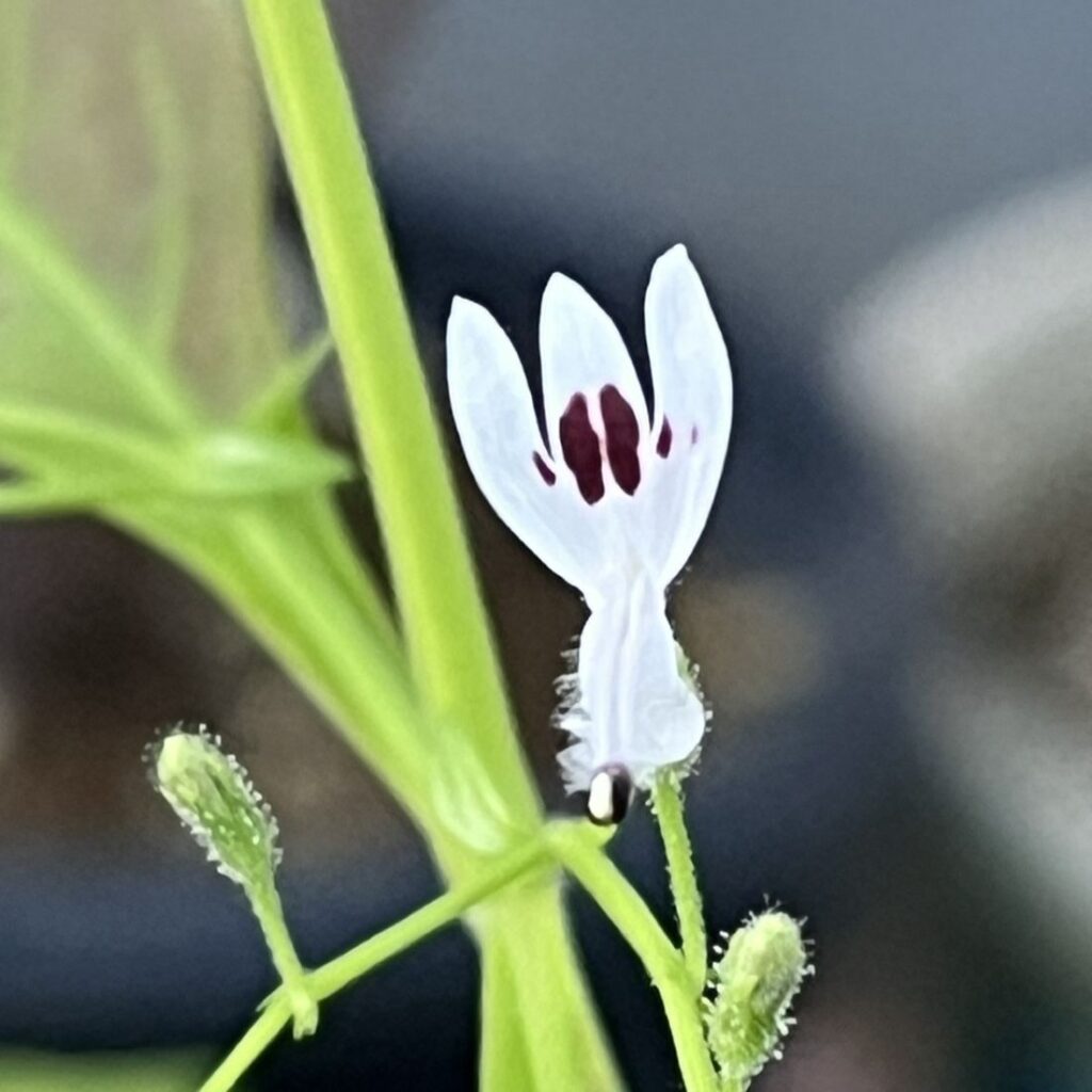 アンドログラフィス：花を正面から ／ King of Bitters - Flower from the front