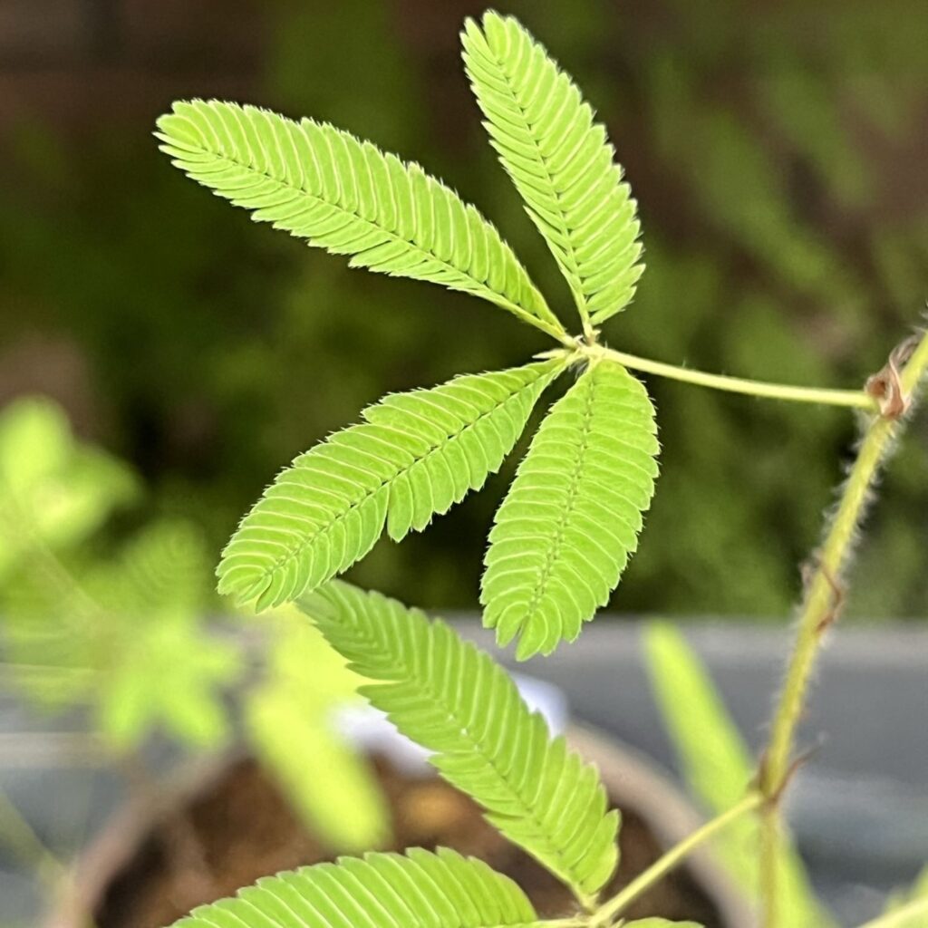 オジギソウ：葉が閉じる前 ／ Sensitive Plant - Before leaves close