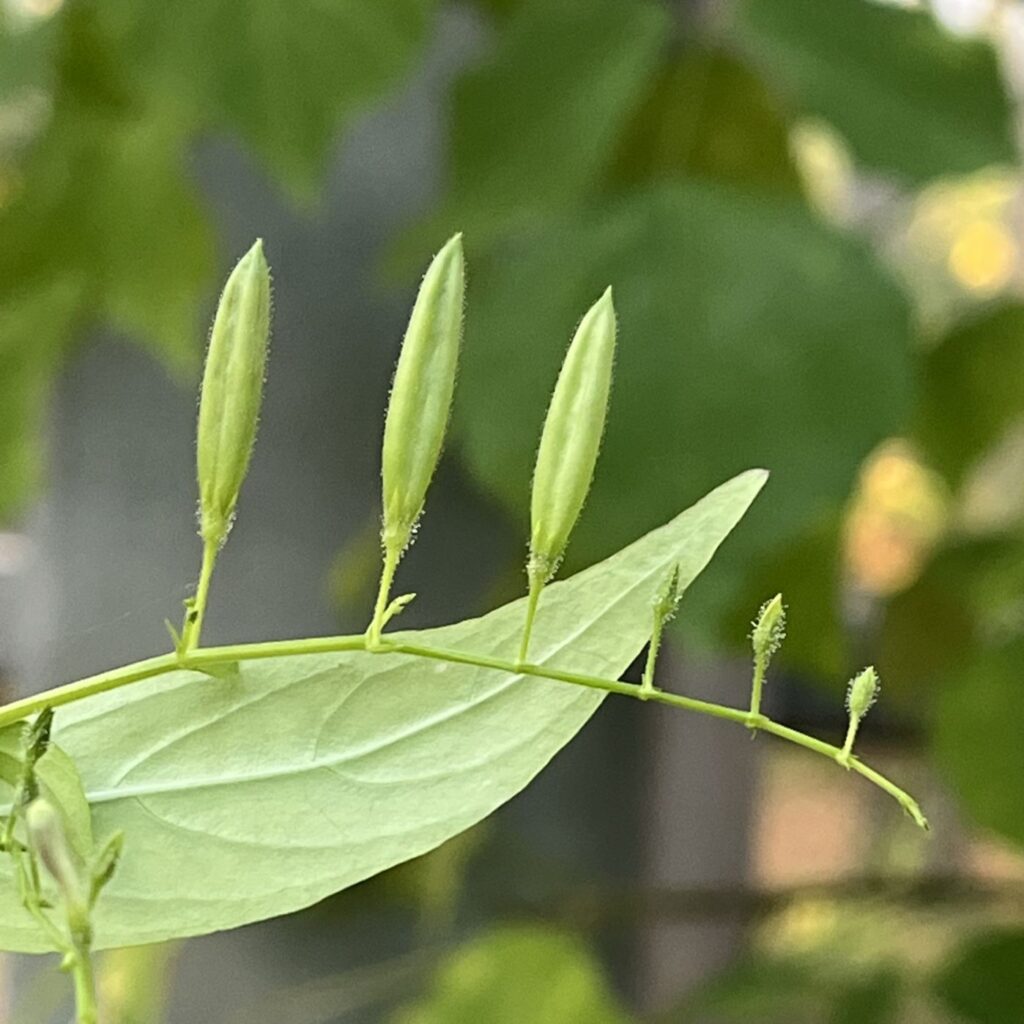 アンドログラフィス：蕾 ／ King of Bitters - Buds