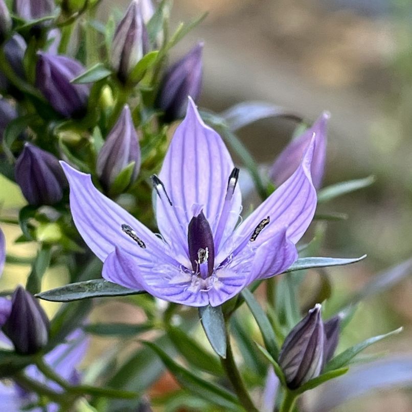 ムラサキセンブリ：花を側面から ／ Swertia pseudochinensis - Flower from the side