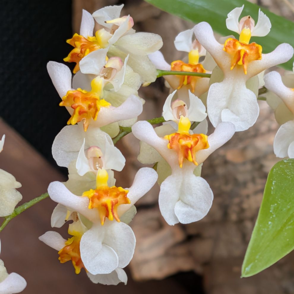 オンシジウム:トゥインクル ‘フレグランス・ファンタジー’ / Oncidium - Twinkle 'Fragrance Fantasy'