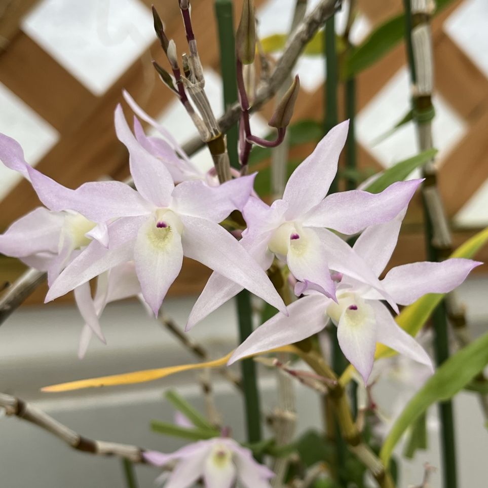 セッコク：アダンカム種との交配種「アオヤマ」 ／ Japanese Dendrobium - Aoyama, a hybrid of moniliforme and aduncum