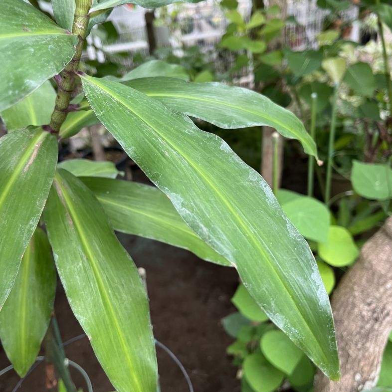 オオタチカラクサ：葉 ／ Blue Ginger - Leaves