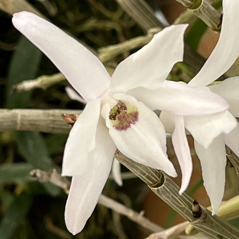 セッコク：白色の花 ／ Japanese Dendrobium - White flower