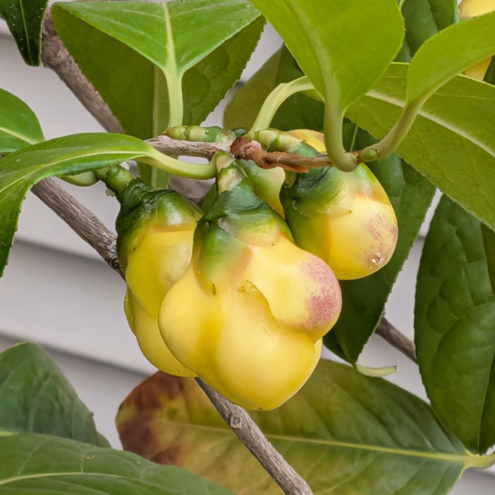 キンカチャ:蕾 / Golden Camellia - Buds