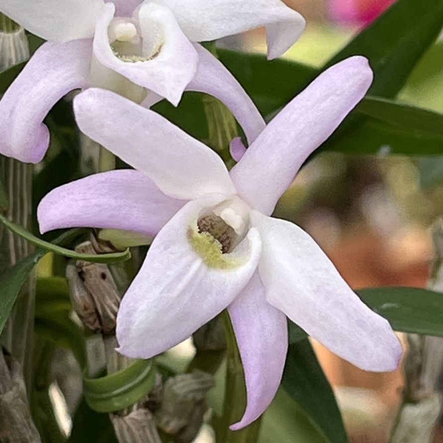 セッコク：薄桃色の花を正面から ／ Japanese Dendrobium - Pale pink flower from the front