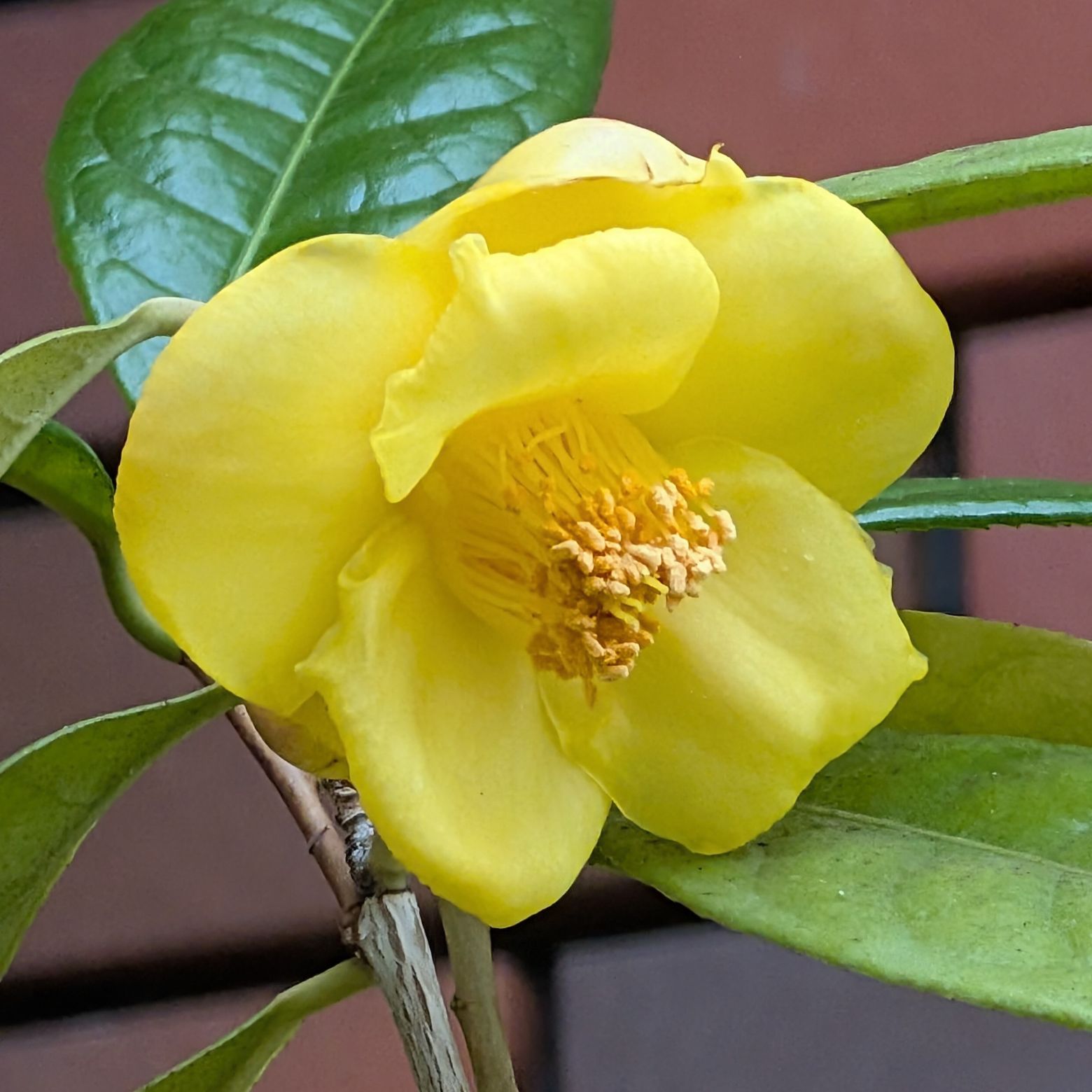 キンカチャ / Golden Camellia