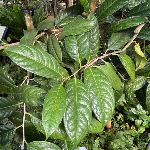 キンカチャ:葉 / Golden Camellia - Leaves