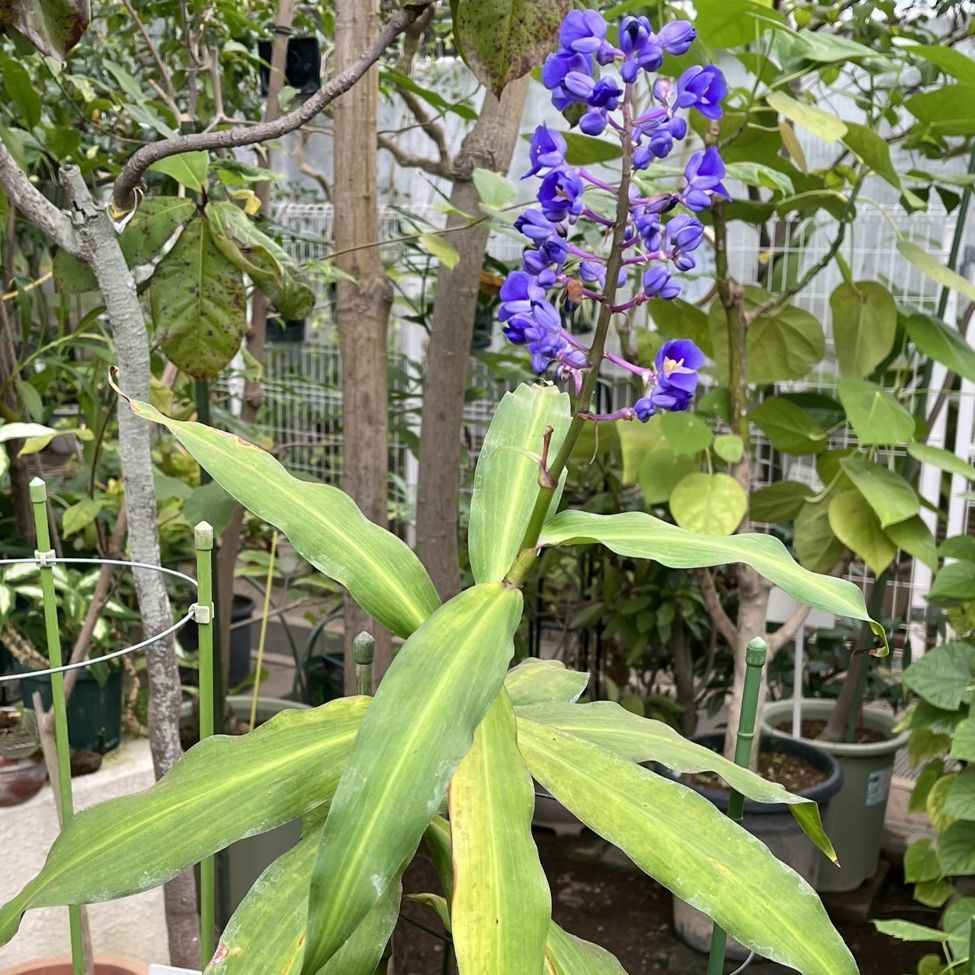 オオタチカラクサ：全体 ／ Blue Ginger - Whole