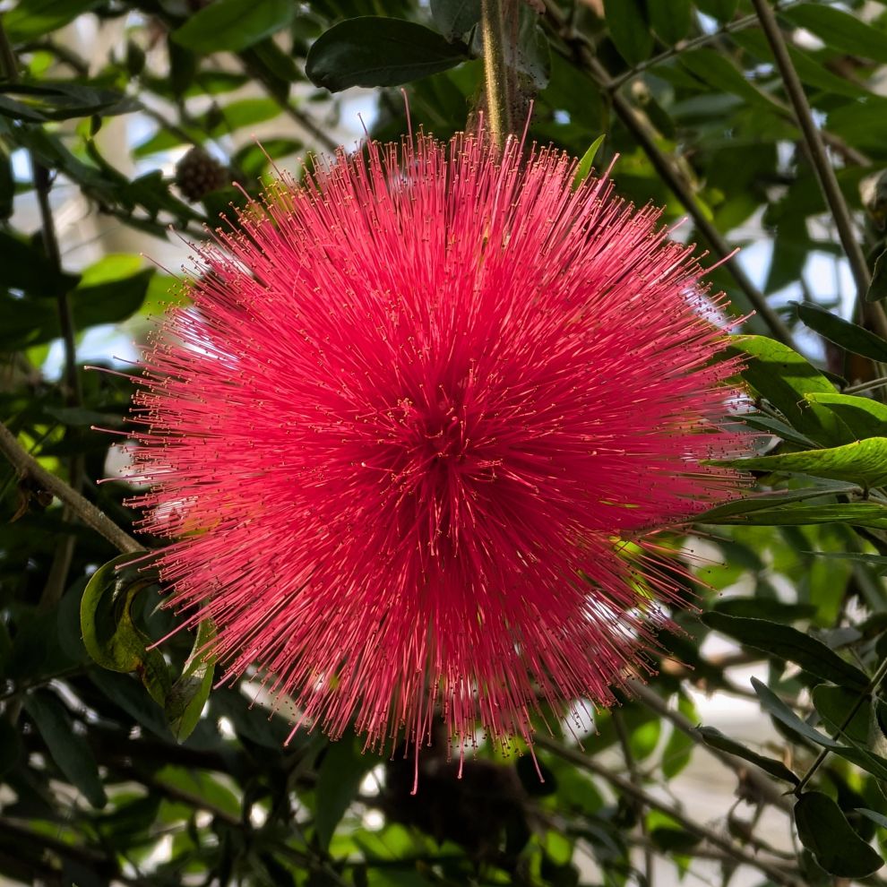 オオベニゴウカン:花 / Powderpuff Tree - Flowers