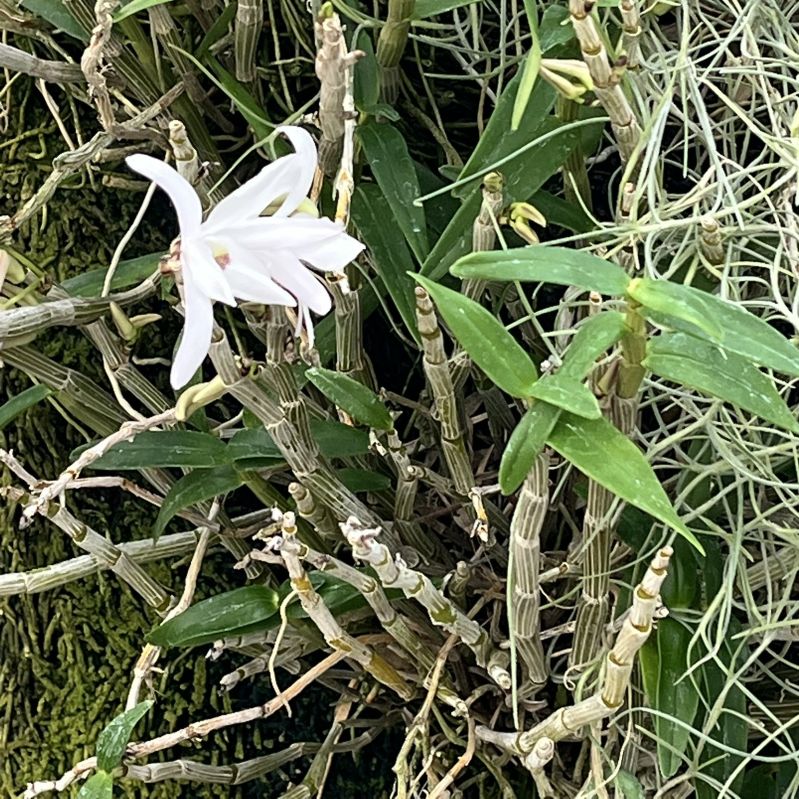 セッコク：全体 ／ Japanese Dendrobium - Whole