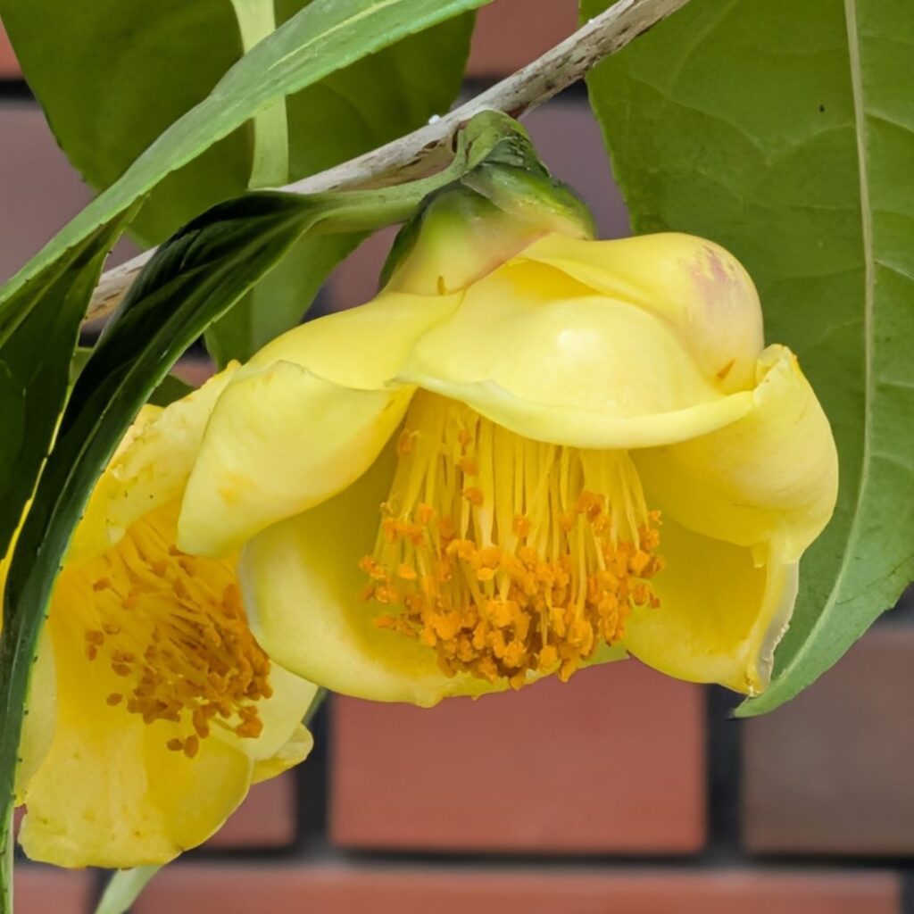 キンカチャ:花を側面から / Golden Camellia - Flower from the side