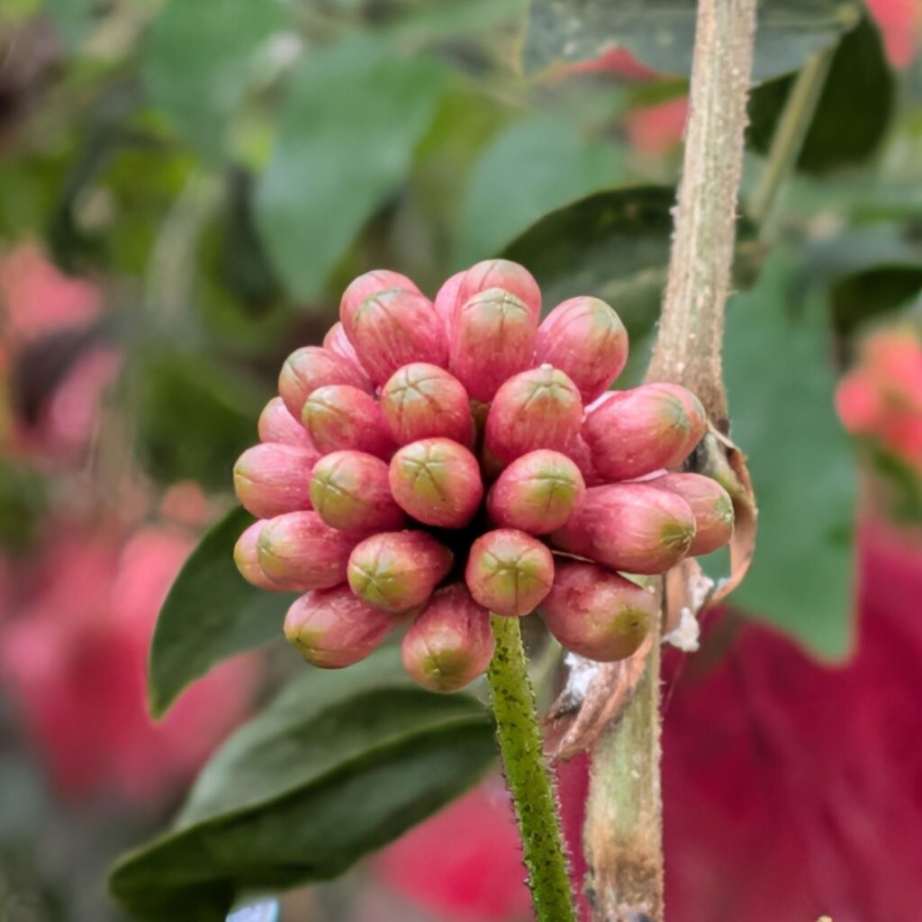 オオベニゴウカン:蕾 / Powderpuff Tree - Buds