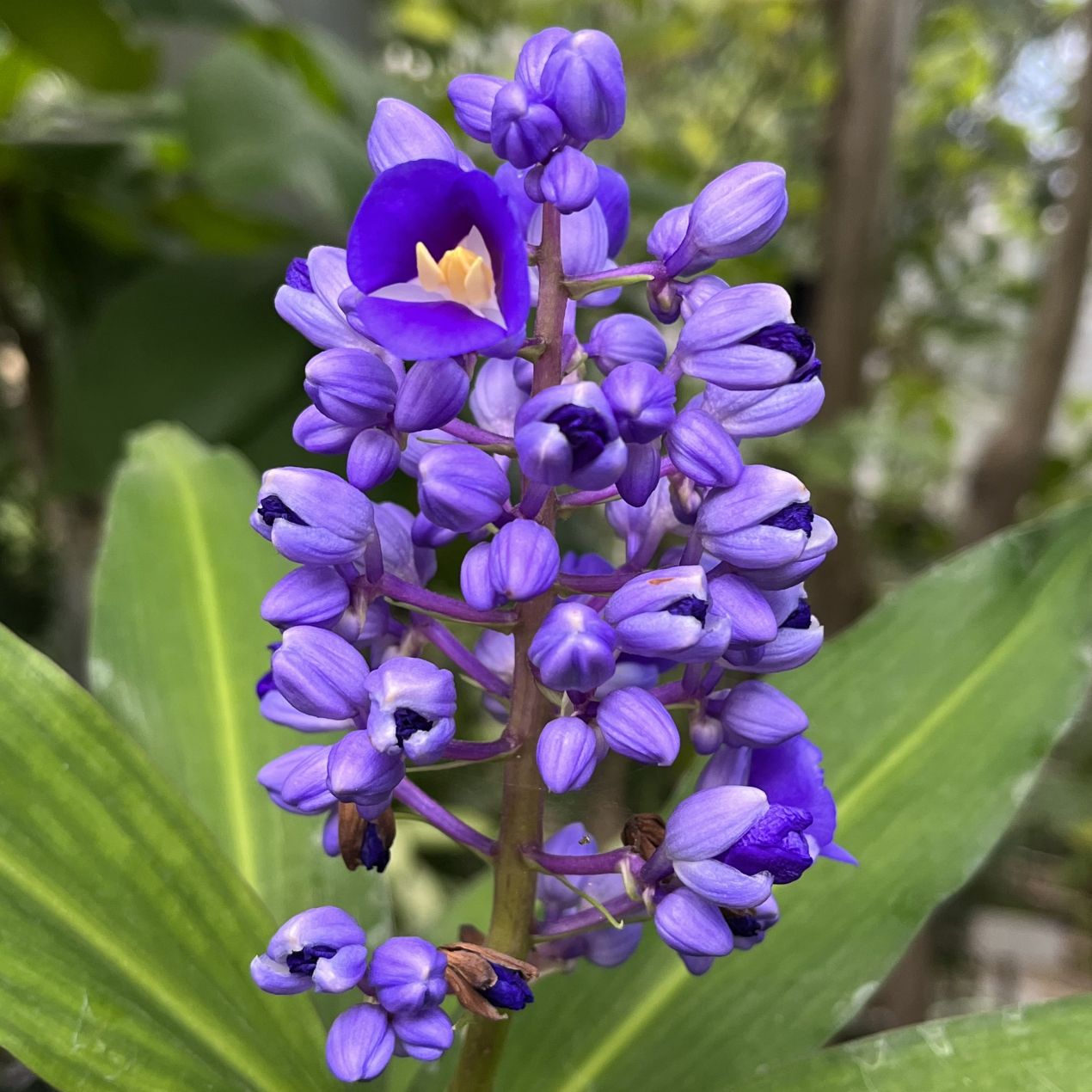 オオタチカラクサ / Blue Ginger