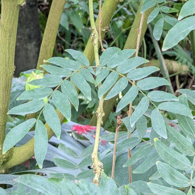 オオベニゴウカン:葉 / Powderpuff Tree - Leaves