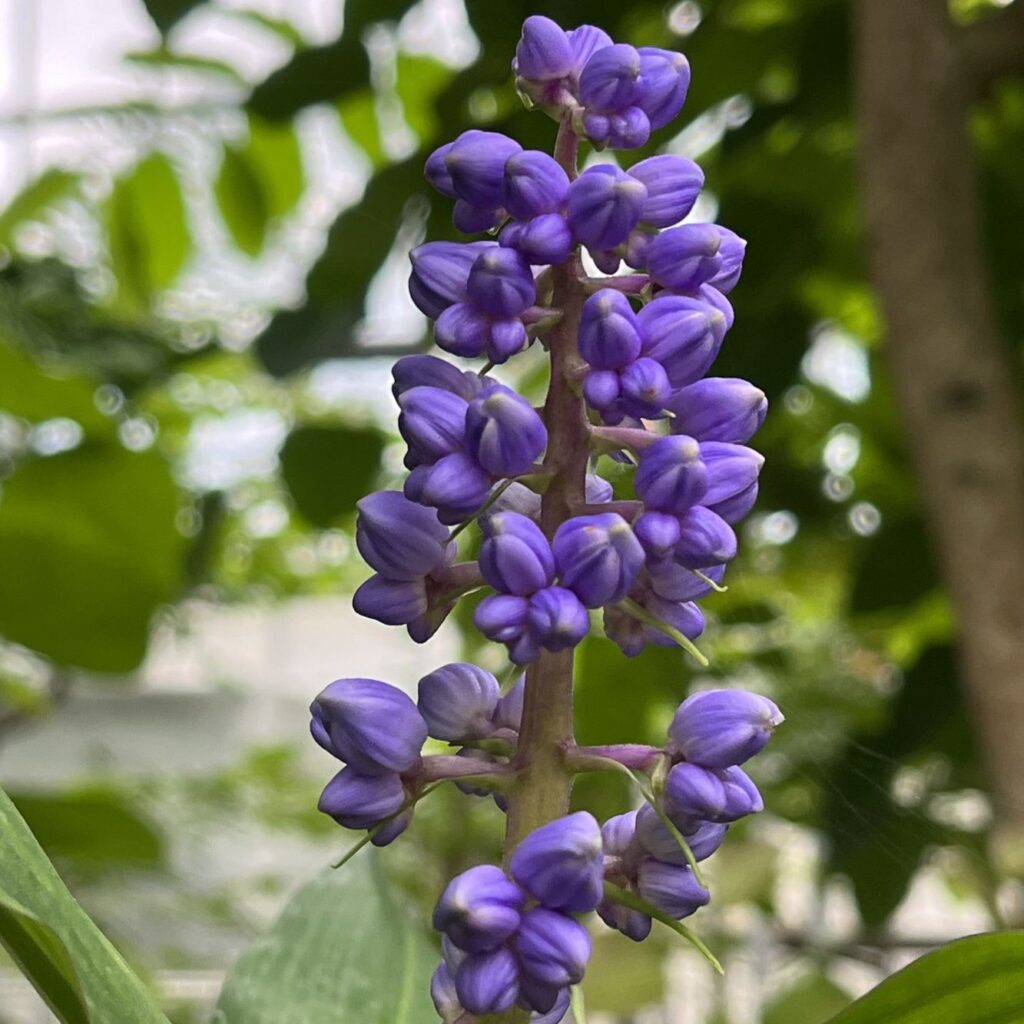 オオタチカラクサ：蕾 ／ Blue Ginger - Buds