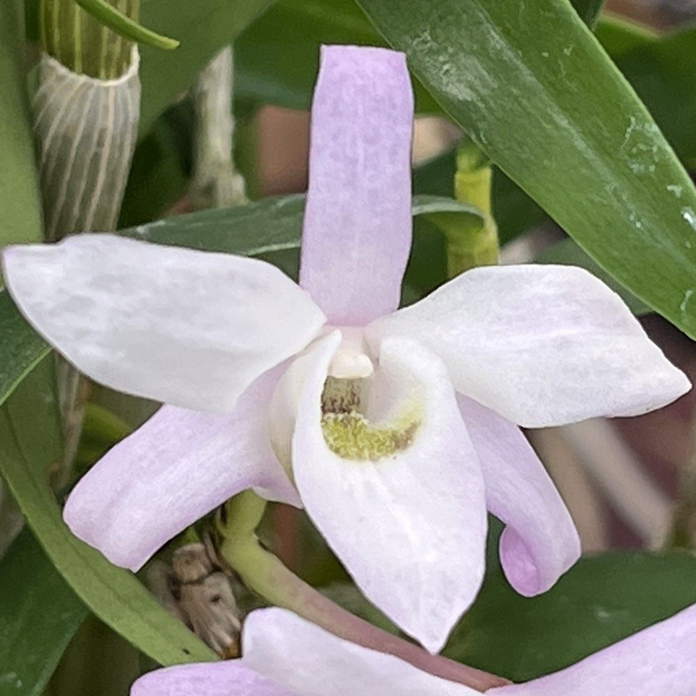 セッコク / Japanese Dendrobium