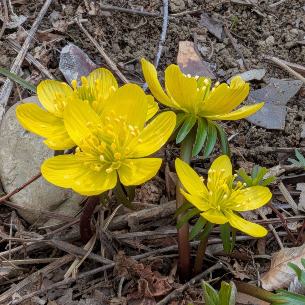 キバナセツブンソウ：たくさんの花々 ／ Winter Aconite - Many flowers