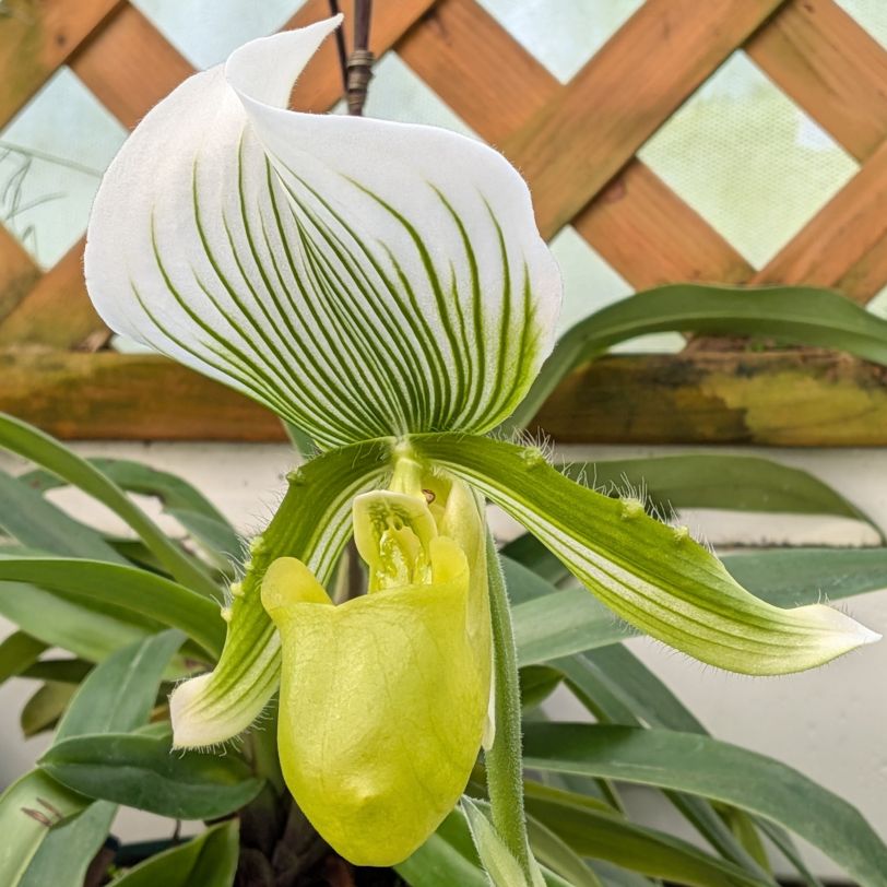 パフィオペディルム:アルマ・ゲヴァールト ‘マダム・モーリス・メルテンス’ / Lady's Slipper - Paphiopedilum Alma Gevaert 'Madame Maurice Mertens'