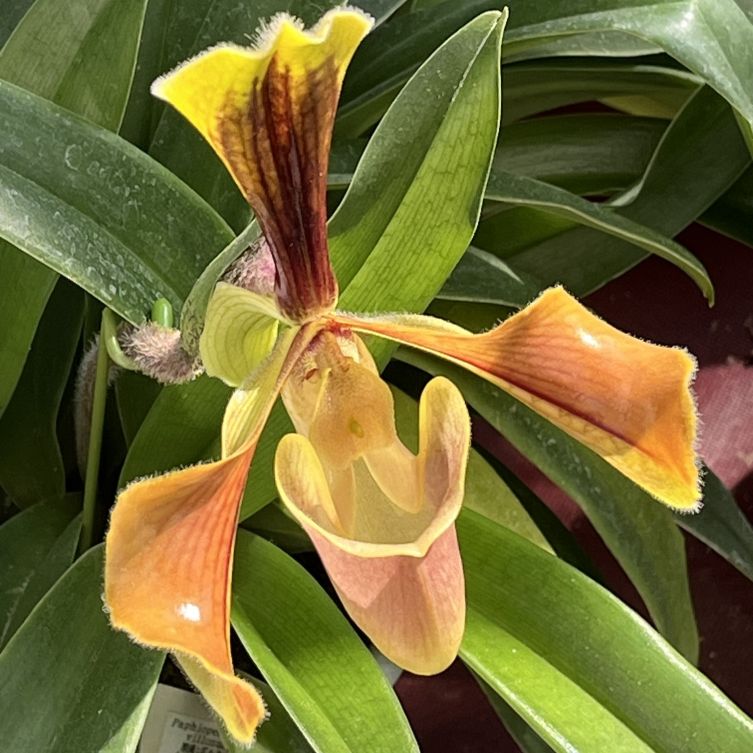 パフィオペディルム:ビロサム / Lady's Slipper - Paphiopedilum villosum