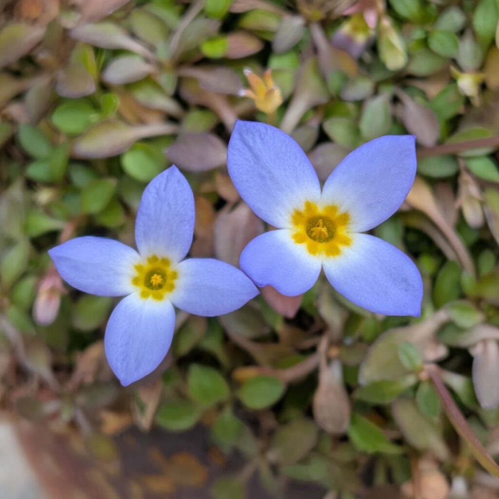 ヒナソウ：青色の花々 ／ Bluets - Blue flowers