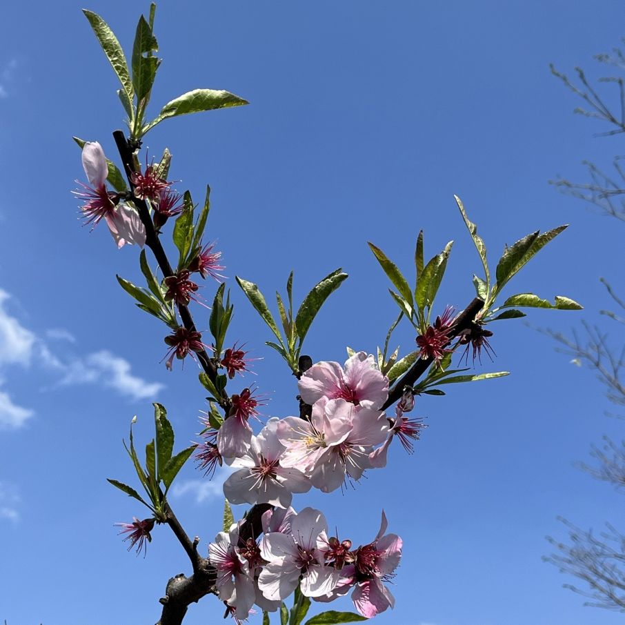 アーモンド：枝先の葉と花 ／ Almond - Leaves and flowers at the end of the branches