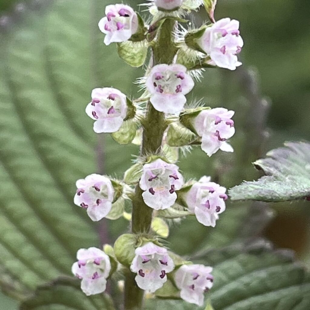 シソ：唇形花 ／ Shiso - Two-lipped flowers