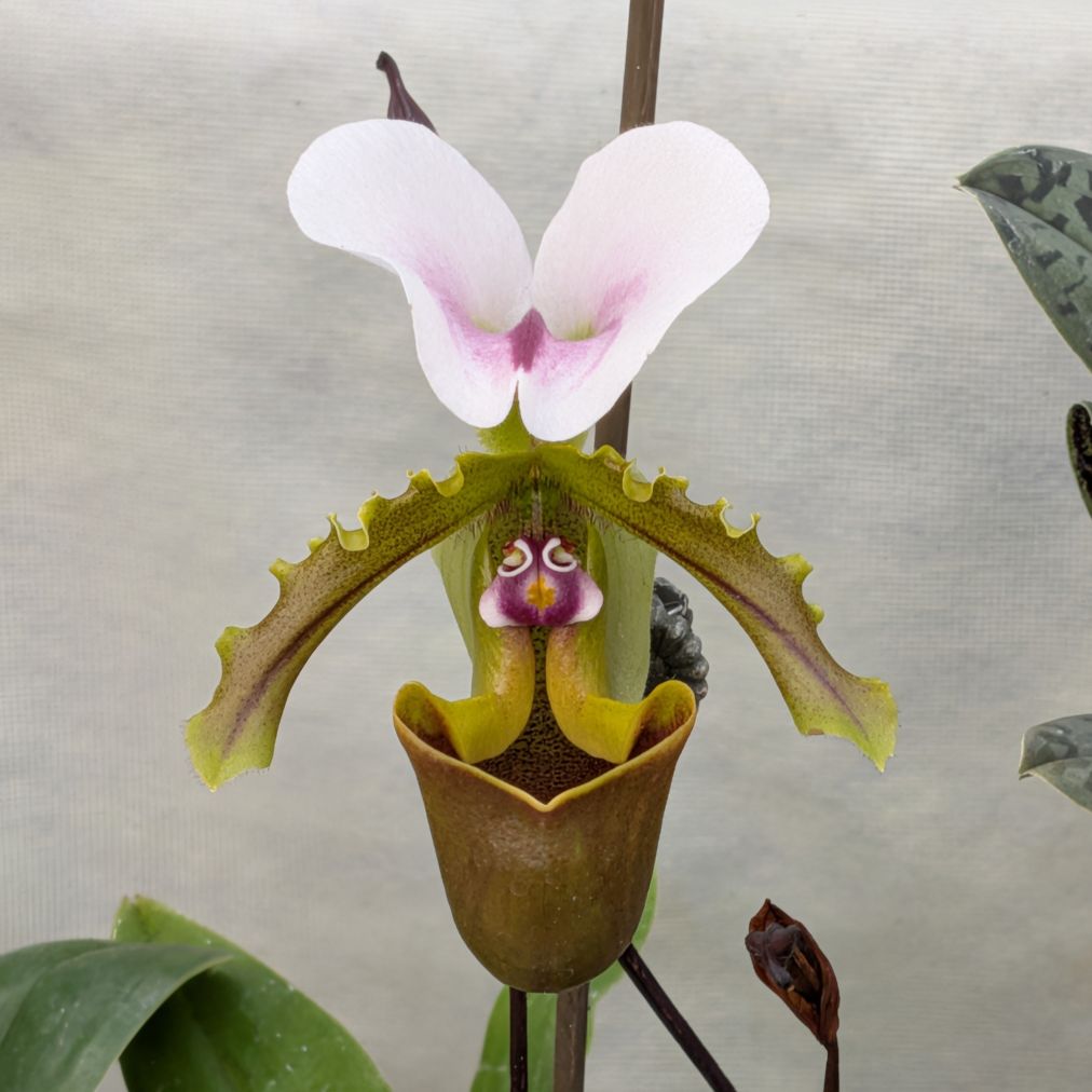 パフィオペディルム:スピセリアヌム / Lady's Slipper - Paphiopedilum spicerianum