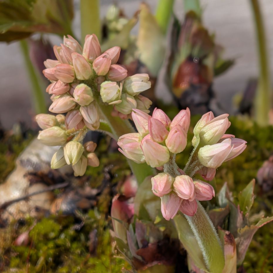 タンチョウソウ:蕾 / Manchurian Rockfoil - Buds