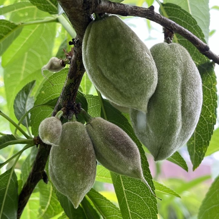 アーモンド：核果 ／ Almond - Drupe