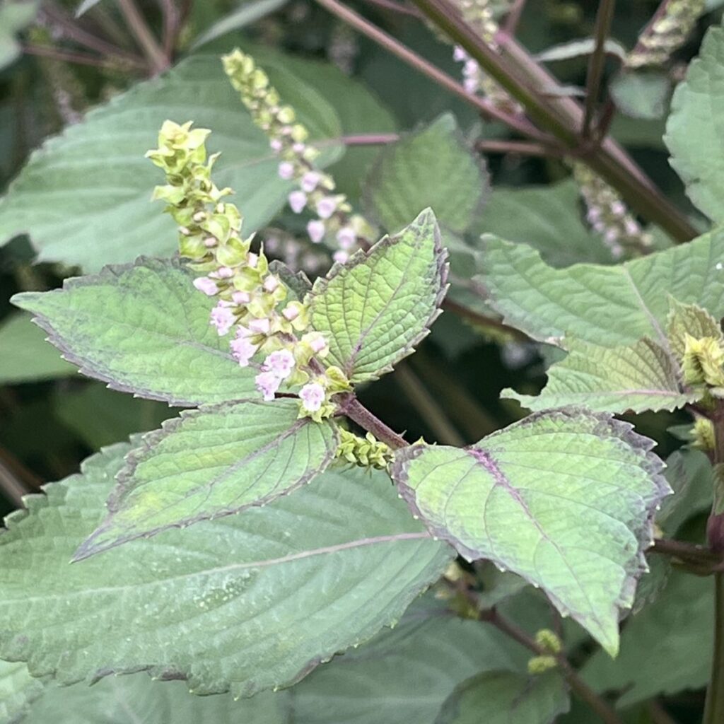 シソ：花穂 ／ Shiso - Flower spike