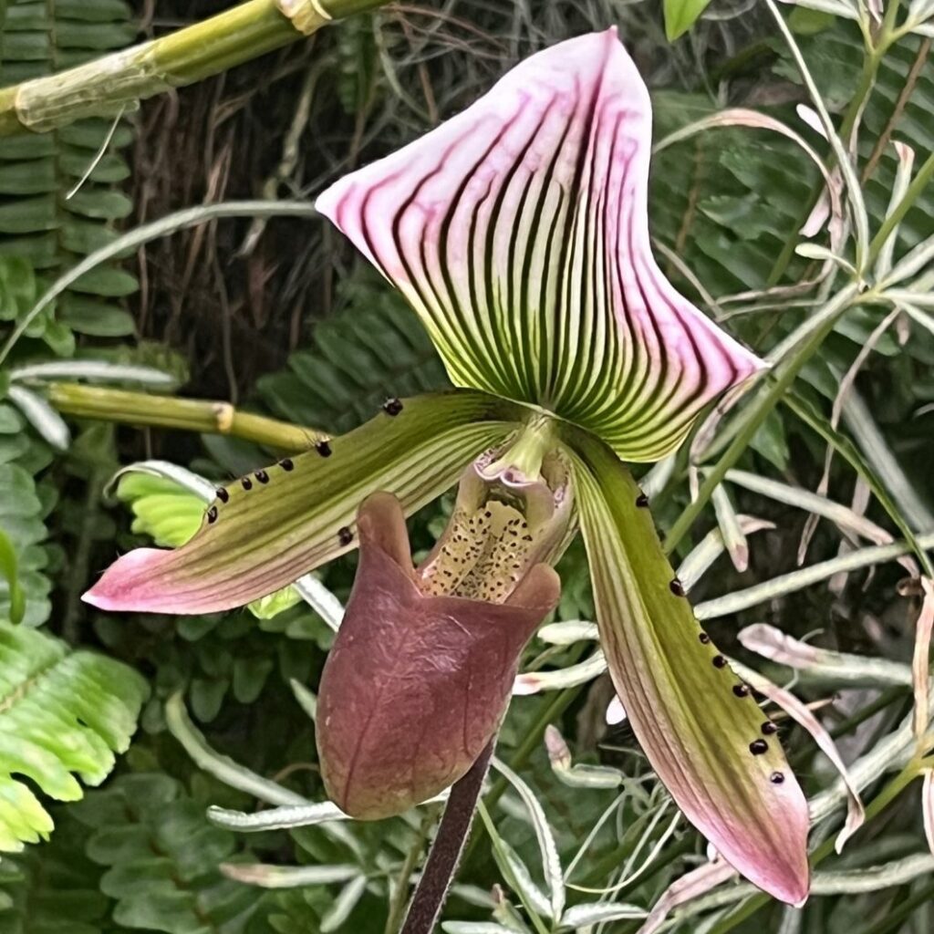 パフィオペディルム:バルバタム / Lady's Slipper - Paphiopedilum barbatum