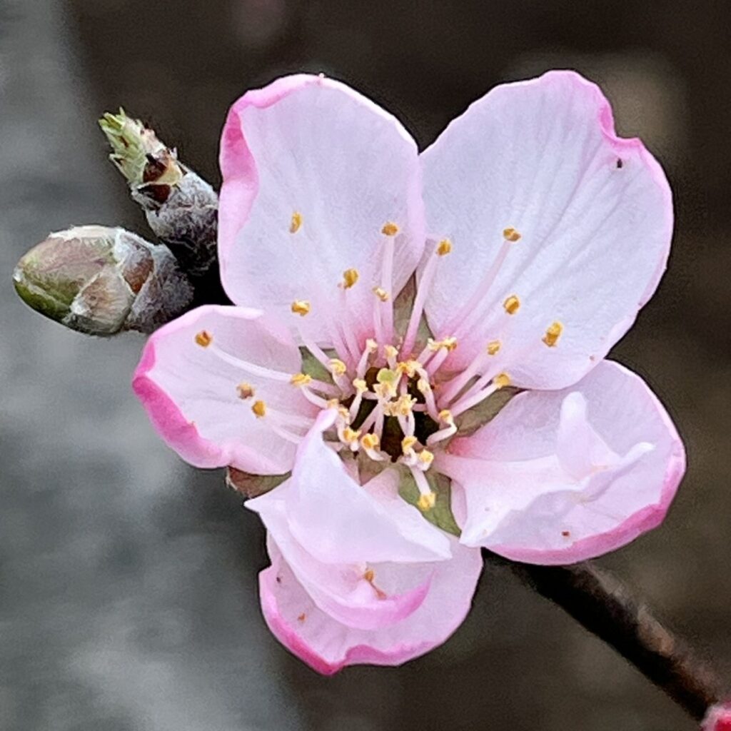 アーモンド：薄紅色の花 ／ Almond - Light pink flower