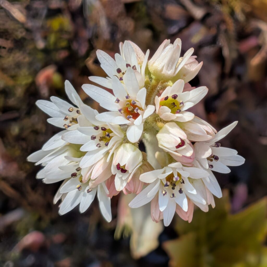 タンチョウソウ:花の咲き始め / Manchurian Rockfoil - Beginning to bloom