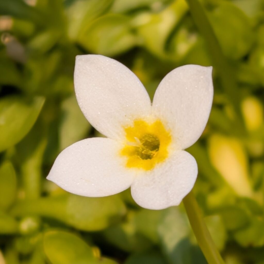 ヒナソウ：白色の花 ／ Bluets - White flower