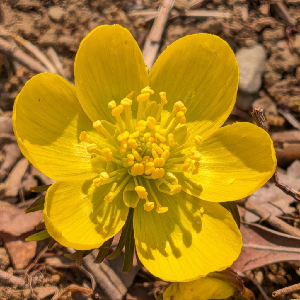 キバナセツブンソウ：花を正面から ／ Winter Aconite - Flower from the front