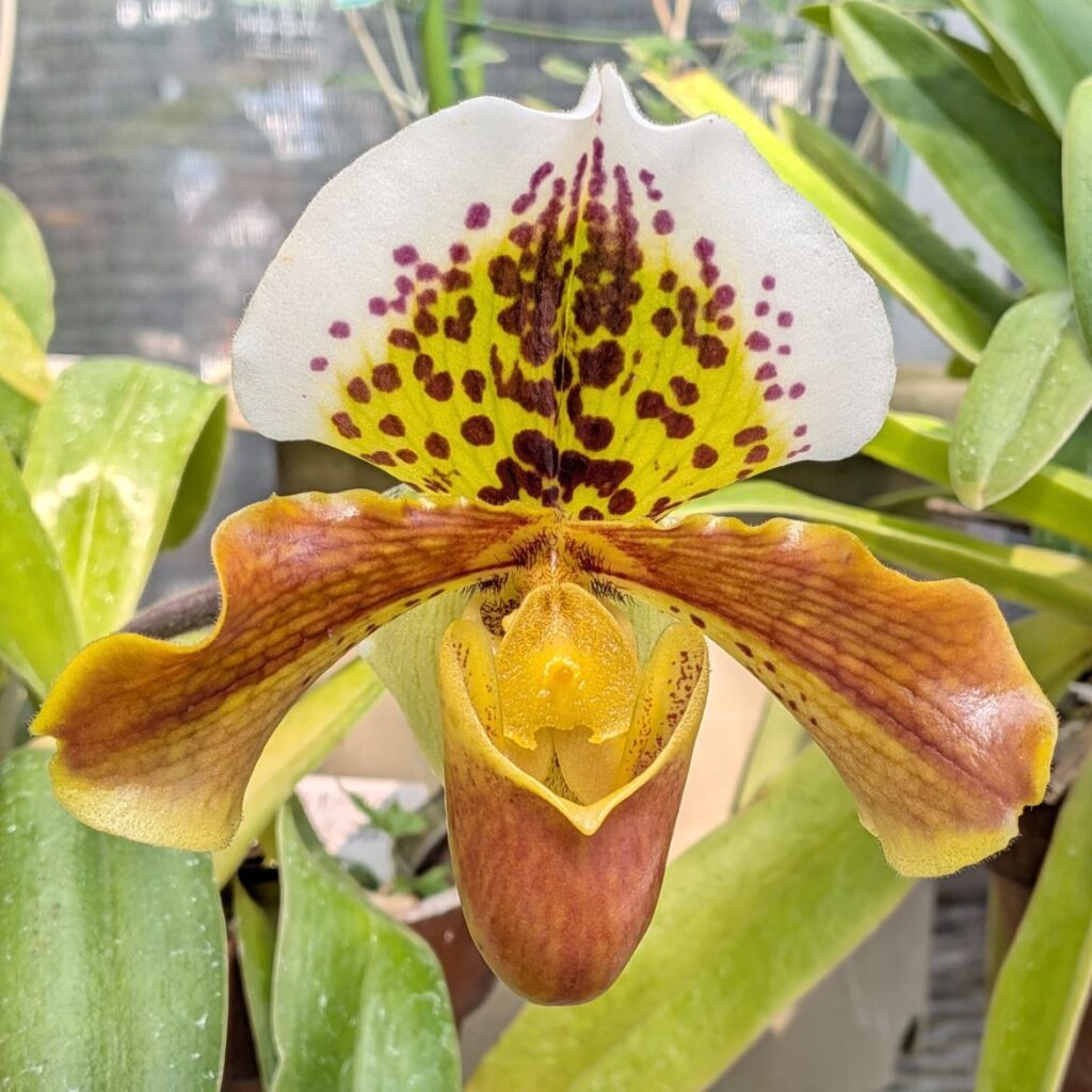パフィオペディルム:チャンバーレイニアナム / Lady's Slipper - Paphiopedilum chamberlainianum