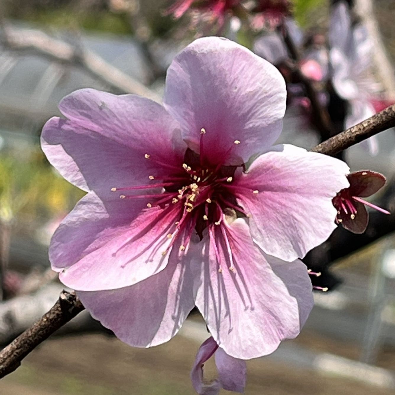 アーモンド / Almond