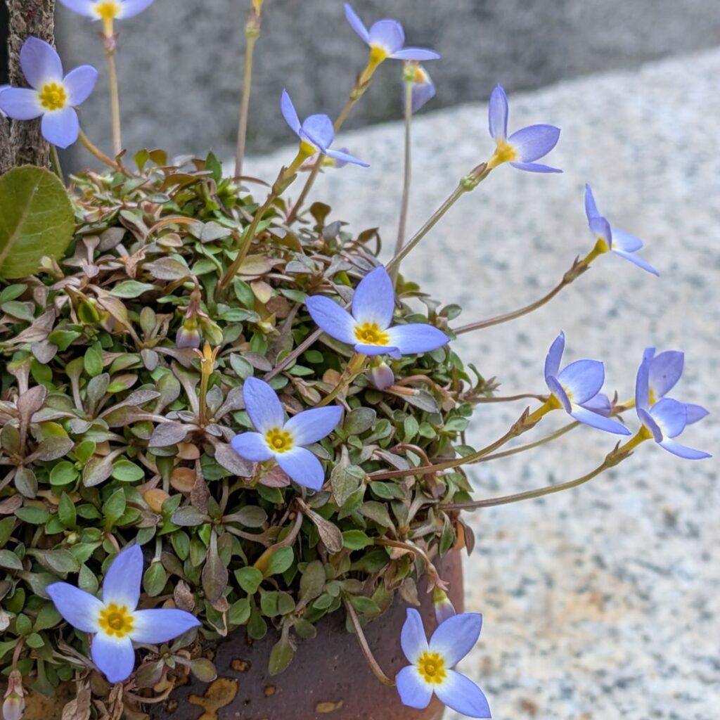 ヒナソウ：全体 ／ Bluets - Whole