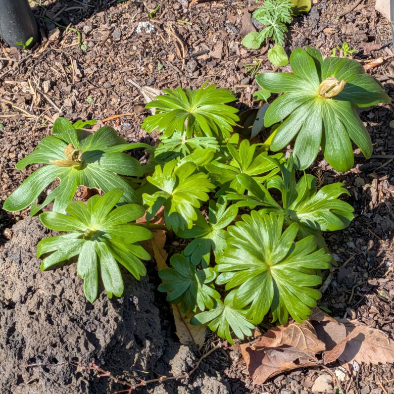 キバナセツブンソウ：花後の総苞葉 ／ Winter Aconite - Involucral bracts after flowering